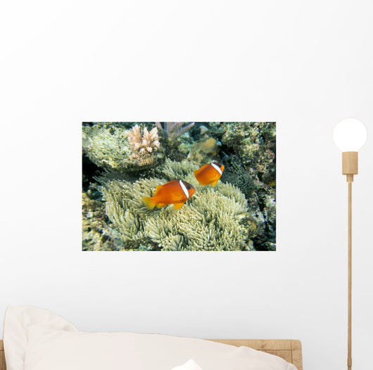 Fiji, Dusky Clownfish, Pair Swim Over Anemone Wall Mural