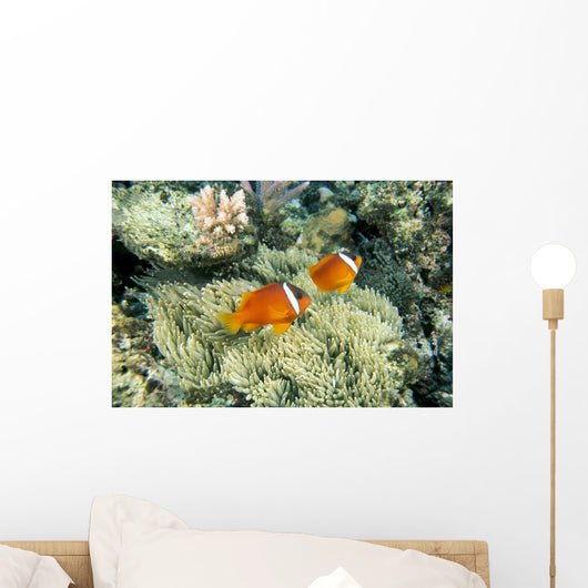 Fiji, Dusky Clownfish, Pair Swim Over Anemone Wall Mural