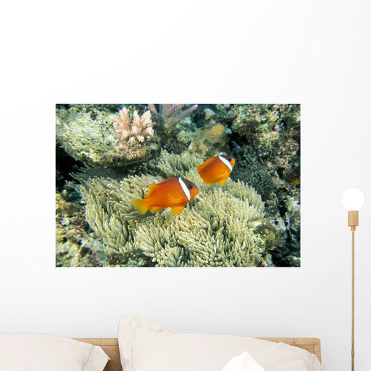 Fiji, Dusky Clownfish, Pair Swim Over Anemone Wall Mural