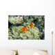 Fiji, Dusky Clownfish, Pair Swim Over Anemone Wall Mural
