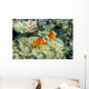 Fiji, Dusky Clownfish, Pair Swim Over Anemone Wall Mural