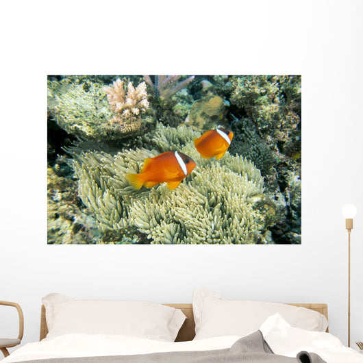 Fiji, Dusky Clownfish, Pair Swim Over Anemone Wall Mural