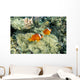 Fiji, Dusky Clownfish, Pair Swim Over Anemone Wall Mural