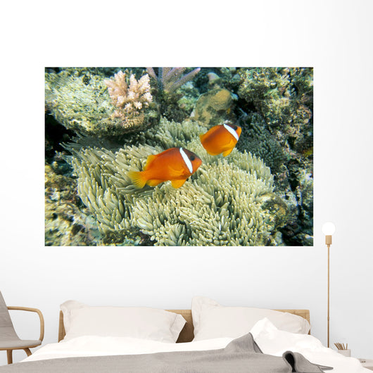 Fiji, Dusky Clownfish, Pair Swim Over Anemone Wall Mural