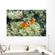 Fiji, Dusky Clownfish, Pair Swim Over Anemone Wall Mural