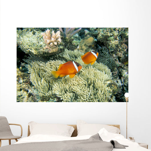 Fiji, Dusky Clownfish, Pair Swim Over Anemone Wall Mural