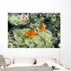 Fiji, Dusky Clownfish, Pair Swim Over Anemone Wall Mural