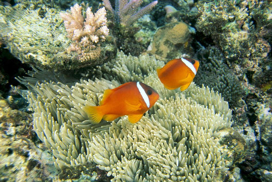 Fiji, Dusky Clownfish, Pair Swim Over Anemone Wall Mural