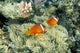 Fiji, Dusky Clownfish, Pair Swim Over Anemone Wall Mural
