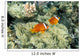 Fiji, Dusky Clownfish, Pair Swim Over Anemone Wall Mural