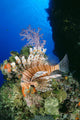 Fiji, Lionfish And Alcyonarian Coral Wall Mural