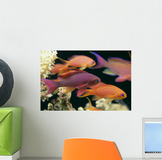 Fiji, Close-Up Side View, One Male And Several Female Lyretail Anthias Wall Mural