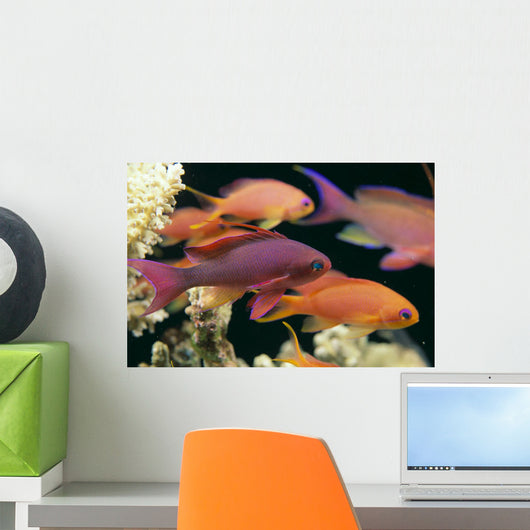 Fiji, Close-Up Side View, One Male And Several Female Lyretail Anthias Wall Mural