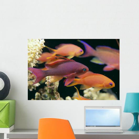Fiji, Close-Up Side View, One Male And Several Female Lyretail Anthias Wall Mural
