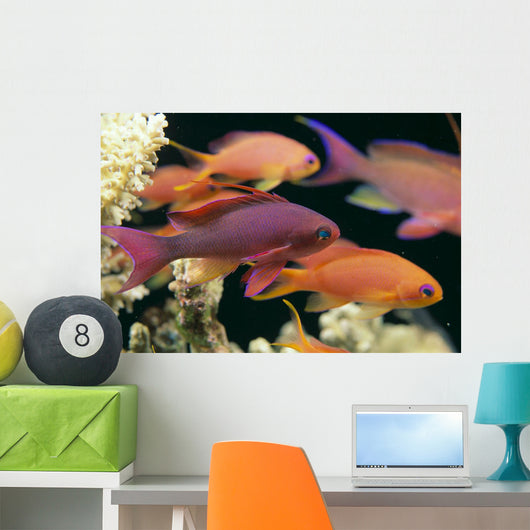 Fiji, Close-Up Side View, One Male And Several Female Lyretail Anthias Wall Mural