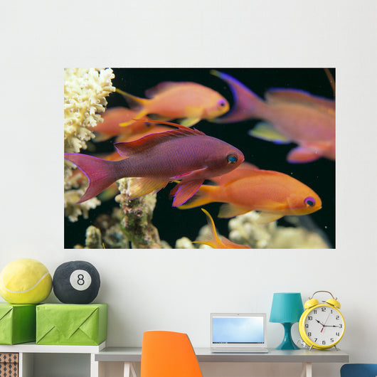Fiji, Close-Up Side View, One Male And Several Female Lyretail Anthias Wall Mural