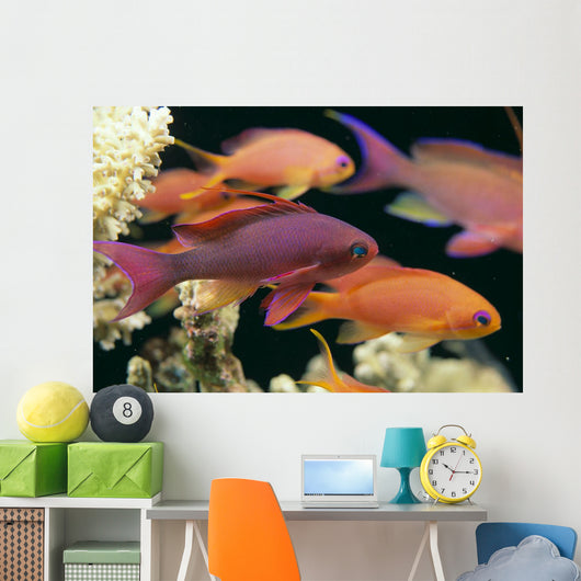 Fiji, Close-Up Side View, One Male And Several Female Lyretail Anthias Wall Mural