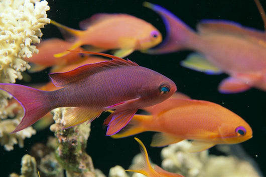 Fiji, Close-Up Side View, One Male And Several Female Lyretail Anthias Wall Mural