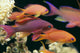 Fiji, Close-Up Side View, One Male And Several Female Lyretail Anthias Wall Mural