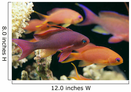 Fiji, Close-Up Side View, One Male And Several Female Lyretail Anthias Wall Mural
