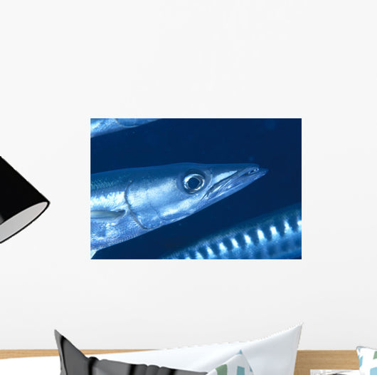 Solomon Islands, Extreme Close-Up Of Barracuda, Side View Of Head Wall Mural