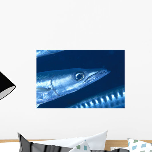 Solomon Islands, Extreme Close-Up Of Barracuda, Side View Of Head Wall Mural
