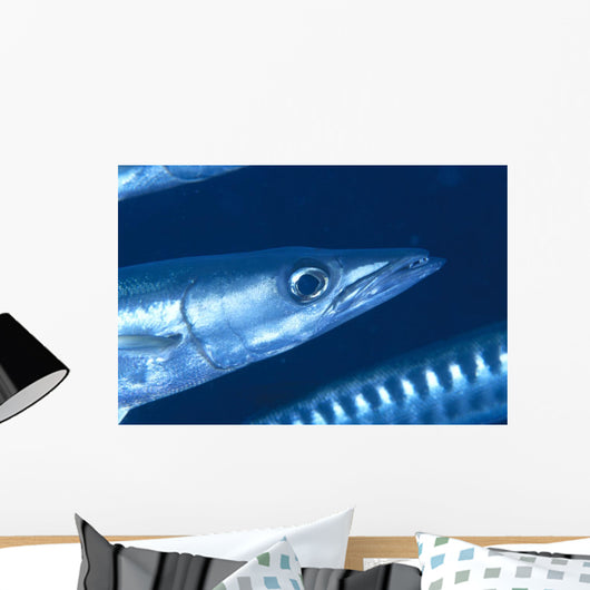 Solomon Islands, Extreme Close-Up Of Barracuda, Side View Of Head Wall Mural