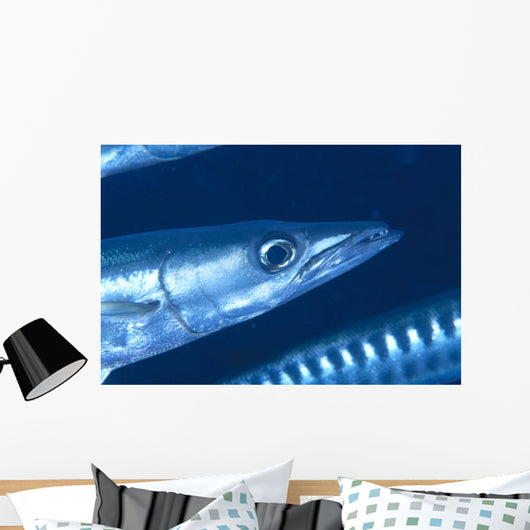 Solomon Islands, Extreme Close-Up Of Barracuda, Side View Of Head Wall Mural