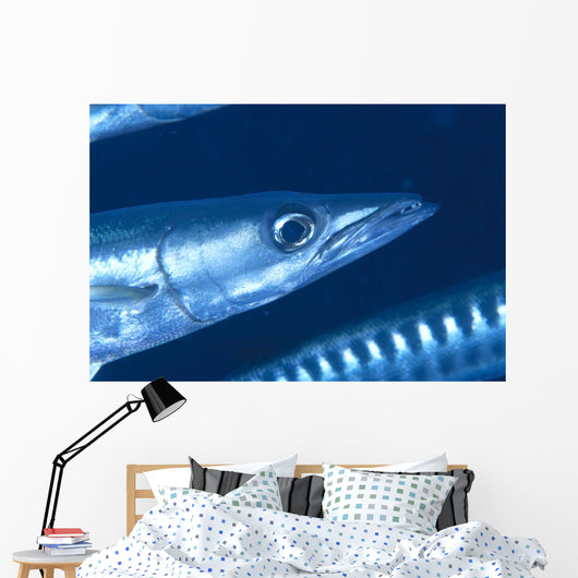 Solomon Islands, Extreme Close-Up Of Barracuda, Side View Of Head Wall Mural