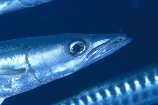 Solomon Islands, Extreme Close-Up Of Barracuda, Side View Of Head Wall Mural