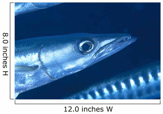 Solomon Islands, Extreme Close-Up Of Barracuda, Side View Of Head Wall Mural