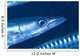 Solomon Islands, Extreme Close-Up Of Barracuda, Side View Of Head Wall Mural