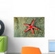 Solomon Islands, Seastar On Coral Wall Mural