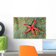 Solomon Islands, Seastar On Coral Wall Mural