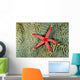 Solomon Islands, Seastar On Coral Wall Mural