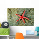 Solomon Islands, Seastar On Coral Wall Mural