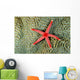 Solomon Islands, Seastar On Coral Wall Mural