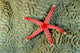 Solomon Islands, Seastar On Coral Wall Mural