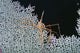 Close-Up Of Spider Crab On White Textured Background Against Black Wall Mural