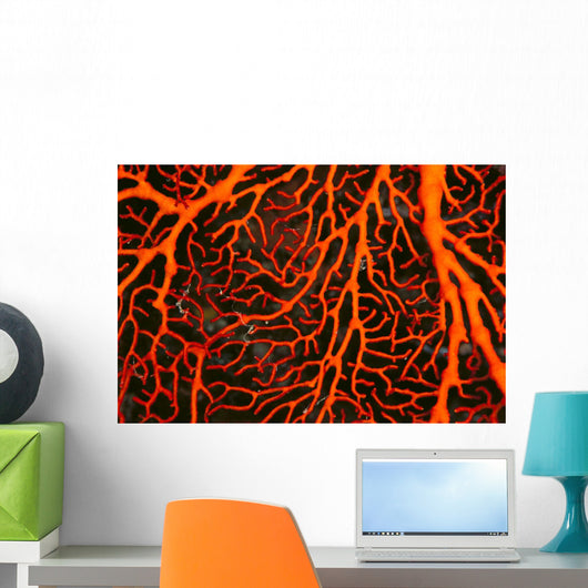 Papua New Guinea, Orange Sea Fan Close-Up Detail Wall Mural