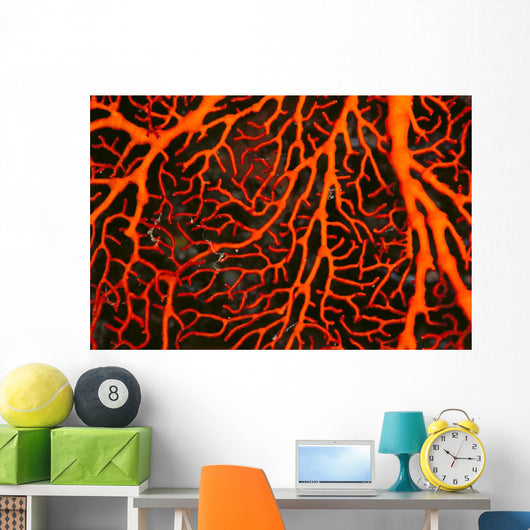 Papua New Guinea, Orange Sea Fan Close-Up Detail Wall Mural