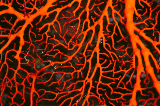 Papua New Guinea, Orange Sea Fan Close-Up Detail Wall Mural
