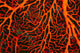 Papua New Guinea, Orange Sea Fan Close-Up Detail Wall Mural