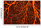 Papua New Guinea, Orange Sea Fan Close-Up Detail Wall Mural