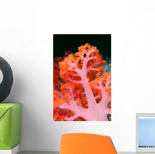 Indonesia, Soft Coral Detail Pink Stem With Bright Orange Polyps Wall Mural
