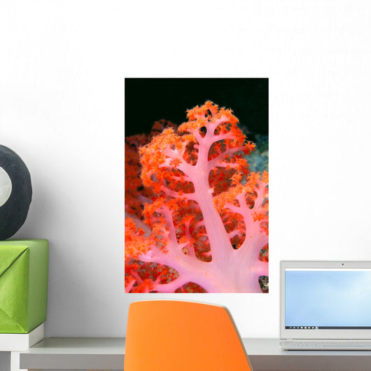 Indonesia, Soft Coral Detail Pink Stem With Bright Orange Polyps Wall Mural