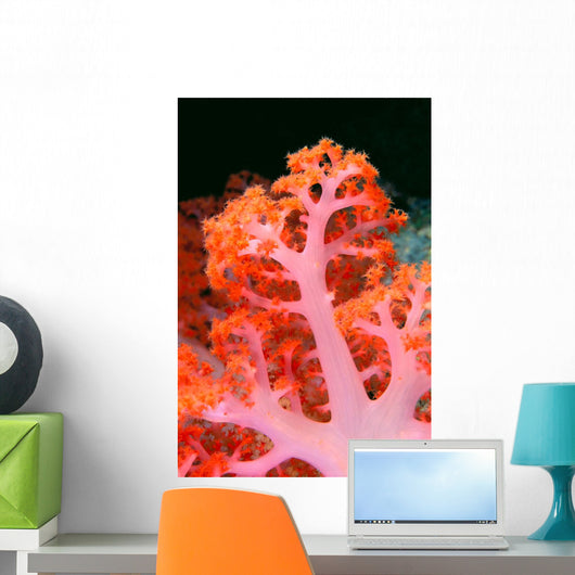 Indonesia, Soft Coral Detail Pink Stem With Bright Orange Polyps Wall Mural