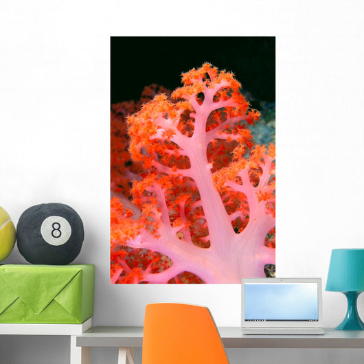 Indonesia, Soft Coral Detail Pink Stem With Bright Orange Polyps Wall Mural