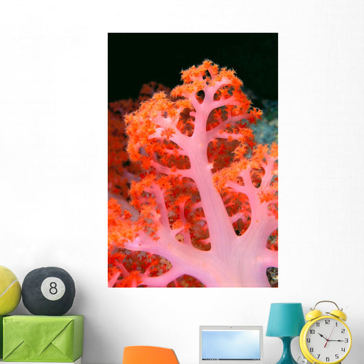 Indonesia, Soft Coral Detail Pink Stem With Bright Orange Polyps Wall Mural