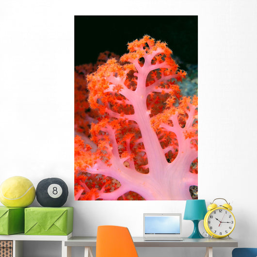 Indonesia, Soft Coral Detail Pink Stem With Bright Orange Polyps Wall Mural
